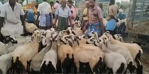 நெருங்கும் ரம்ஜான்:  ஆட்டுச்சந்தைகளில் ரூ.18 கோடிக்கு மேல் அமோக விற்பனை!