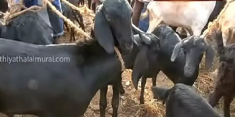 புதுக்கோட்டை ஆட்டு சந்தையில் குவியும் வியாபாரிகள் - ரூ. 1 கோடி வரை ஆடுகள் விற்பனை
