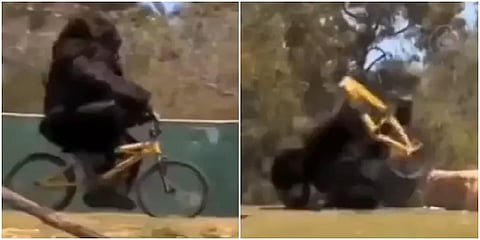 சைக்கிளில் கூலாக வலம் வந்த கொரில்லா திடீரென டென்ஷன் ஆனது ஏன்?