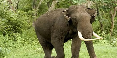 பழிக்கு பழி வாங்கியதா காட்டு யானை? மூதாட்டிக்கு நேர்ந்த கொடூரம் - நடந்தது என்ன?