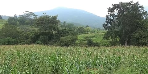 மக்காச்சோளம், நெல் வயல்களில் ட்ரோன் மூலம் நானோ யூரியா தெளிப்பு அறிமுகம்