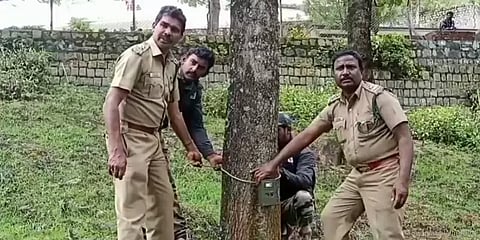 ஊட்டியில் புலி நடமாட்டம் - கண்காணிக்க பொறுத்தப்பட்ட கேமராக்கள்! உஷார் நிலையில் மக்கள்