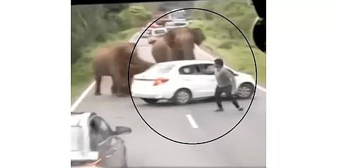குட்டியுடன் காரை தாக்கிய பெண் யானை - பயத்தில் 'எஸ்கேப்' ஆன  பயணி!