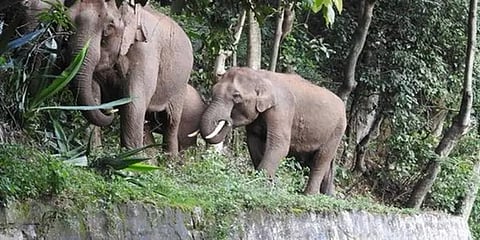மேட்டுப்பாளையம்: இறந்த யானையின் தந்தங்களை திருடி விற்க முயன்ற 9 பேர் கைது