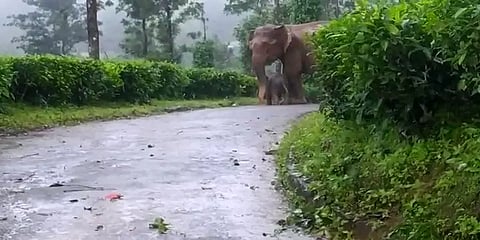 மழையில் நனைந்த குட்டியை பாதுகாக்க தாய் யானை பாசப் போராட்டம்