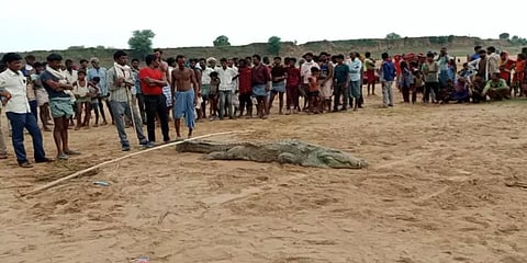 10 வயது சிறுவனை விழுங்கிய முதலை - மத்தியப் பிரதேசத்தில் நடந்த அதிர்ச்சி
