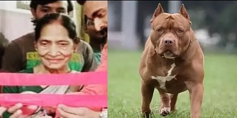 82 வயது மூதாட்டியை கடித்தே கொன்ற பிட்புல் நாய் - உ.பி.யில் பயங்கரம்