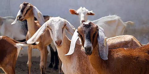 திருட்டு பைக்கில் ஆடுகளை திருட முயற்சி... கையும் களவுமாக பொதுமக்களிடம் சிக்கிய நபர்கள்!
