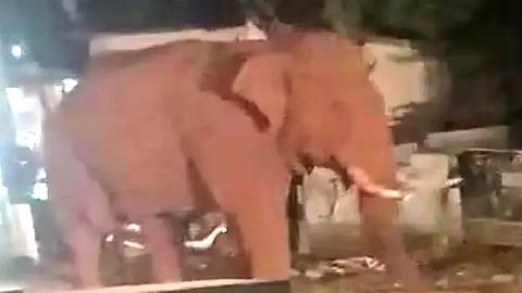 elephant
