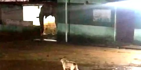 ’படிக்க வரல; ஏதாவது சாப்புட கெடைக்குமானு பாக்க வந்தேன்’– பள்ளிக்குள் புகுந்த காட்டுயானை