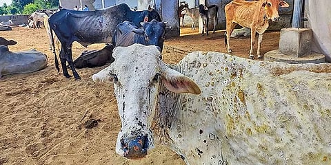 ம.பியில் கால்நடைகளுக்கு தீவிரமாக பரவும் தோல்கட்டி நோய் - இலவச தடுப்பூசி அறிவிப்பு