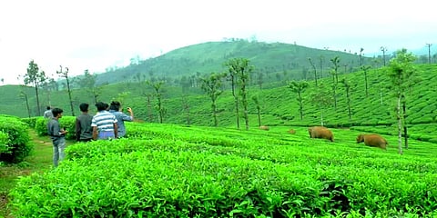 செல்ஃபி  மோகம்: ஆபத்தை உணராமல் காட்டு யானைகள் அருகே செல்லும் சுற்றுலா பயணிகள்