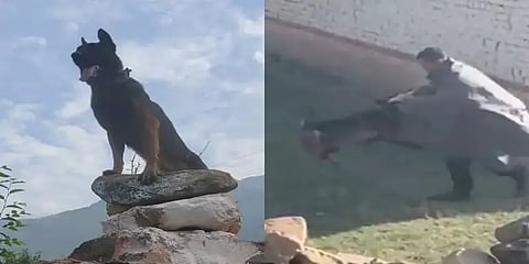 காஷ்மீர்: தீவிரவாதிகள் தாக்குதலில் ராணுவ மோப்ப நாய் படுகாயம்