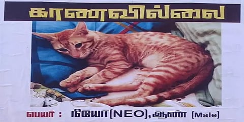 `பூனையை காணவில்லை!’ - கண்டுபிடித்து தந்தால் சன்மானம் என போஸ்டர் அடித்த உரிமையாளர்!