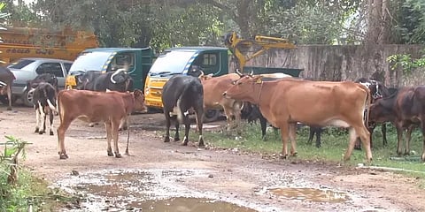 நாகை: சாலைகளில் சுற்றித்திரியும் மாடுகள்... விபத்துகளை தடுக்க நகராட்சி அலுவலகம் அதிரடி!