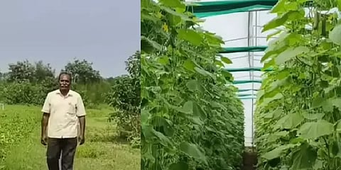 குறைந்த இடத்தில் அதிக மகசூல்: பசுமை குடில் மூலம் லட்சங்களில் வருவாய் ஈட்டும் விவசாயி!