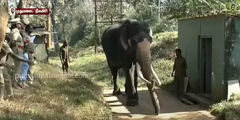 தெப்பக்காடு வளர்ப்பு யானைகளுக்கு  உடல் எடை பரிசோதனை - இந்த யானைகளுக்கு மட்டும் கிடையாது!
