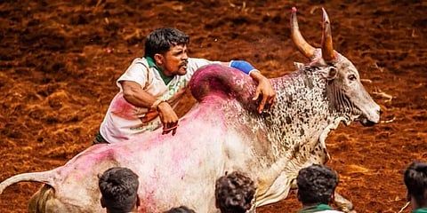 கோவிட் நெகட்டிவ் சான்றிதழ் கட்டாயம் - ஜல்லிக்கட்டு போட்டிக்கான நெறிமுறைகள் வெளியீடு!