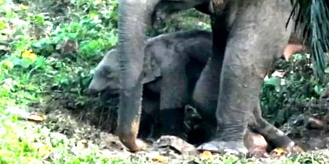 தும்பிக்கை இன்றி நம்பிக்கையுடன் சுற்றிவரும் குட்டி யானை  – வனத்துறையினர் விசாரணை
