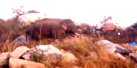 ஓசூர் அருகே நடமாடும் ஒற்றை காட்டு யானை - அச்சத்தில் பொது மக்கள்