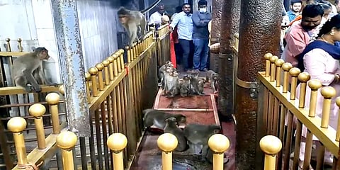 திருத்தணி:  முருகன் கோவில் கருவறைக்குள் புகுந்த குரங்கு – அலறியடித்து ஓடிய பக்தர்கள்