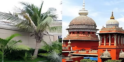 தென்னை மரத்தால் மன உளைச்சல்.. கோர்ட்டை நாடிய மனுதாரர்.. அசத்தல் உத்தரவு போட்ட நீதிபதி!