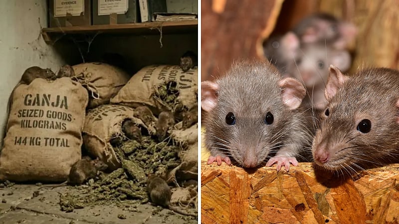 Officials say rats ate 2300 kg of seized drugs in gujarat