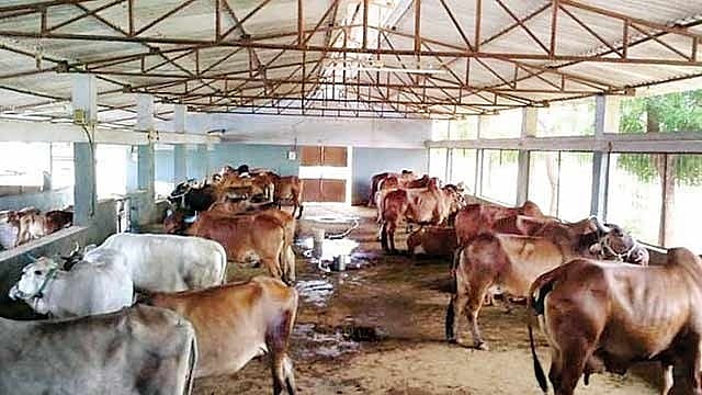 گئوشالا میں گایوں کی اموات کی عدالتی جانچ ہو: کانگریس