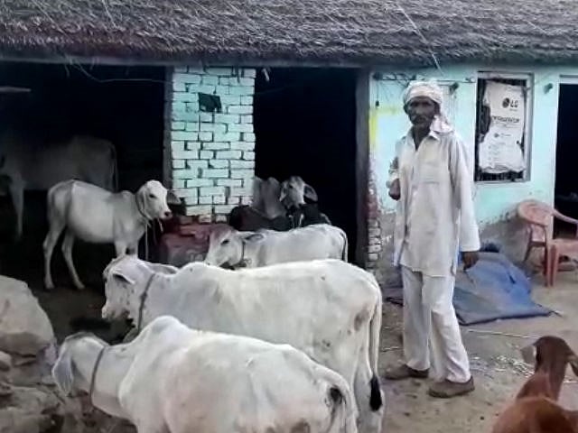 

الور :گئورکشوں کی غنڈہ گردی، مسلم خاندان سے 51 گائیں چھین لیں!