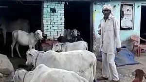 الور :گئورکشوں کی غنڈہ گردی، مسلم خاندان سے 51 گائیں چھین لیں!
