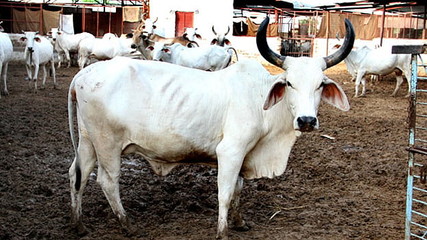 تصویر سوشل میڈیا