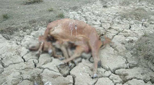 تصویر بشکریہ ڈائنامائٹ نیوز