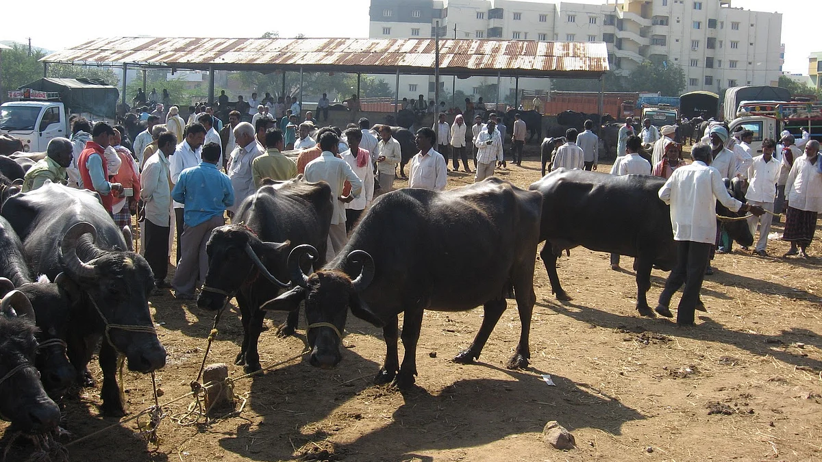 تصویر سوشل میڈیا