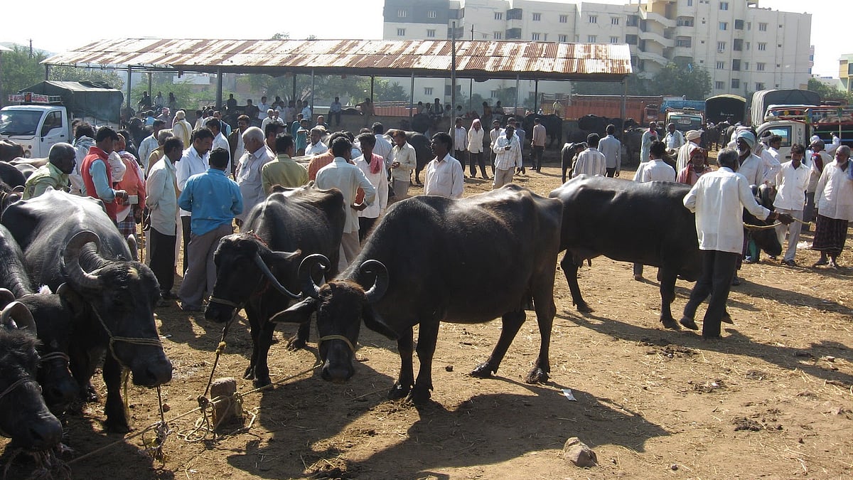 تصویر سوشل میڈیا
