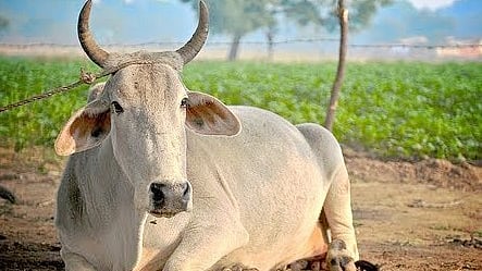 تصویر سوشل میڈیا