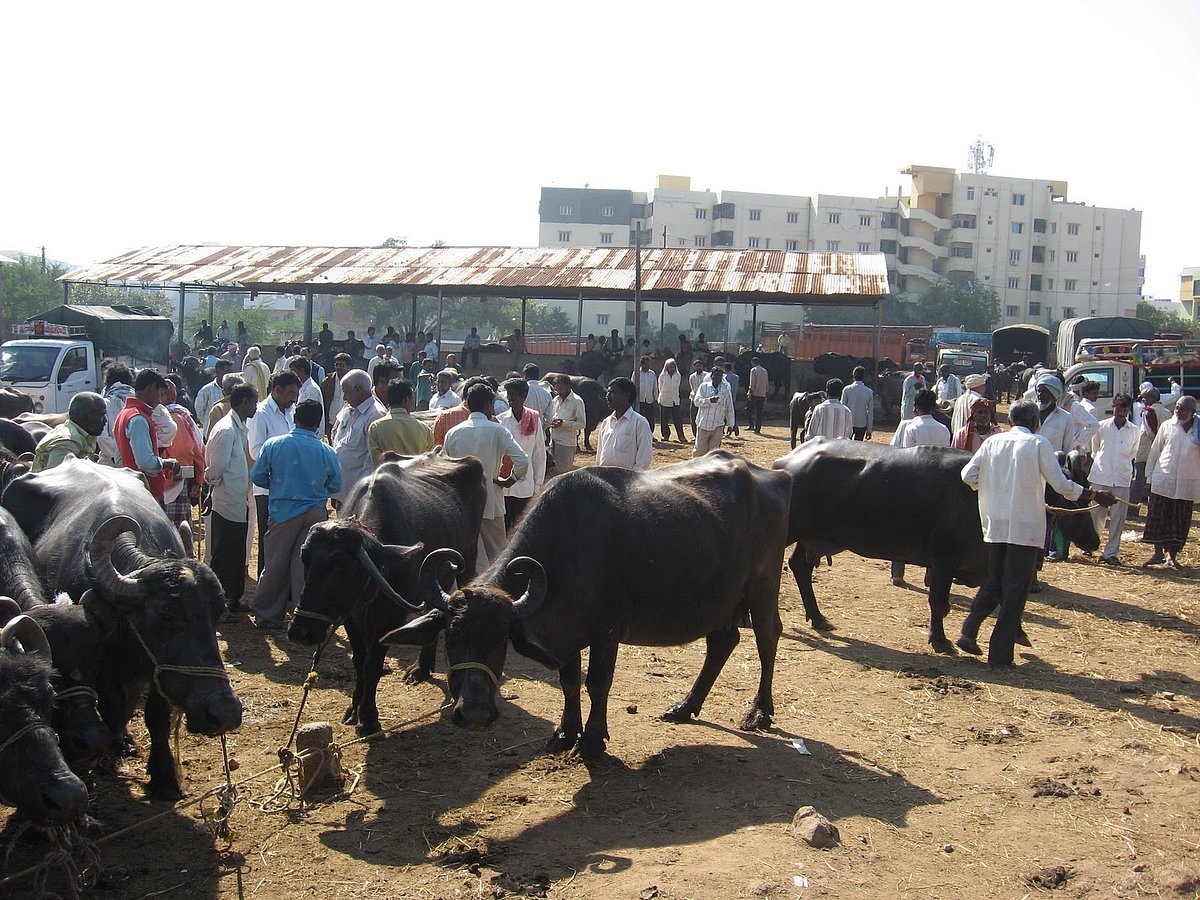 کیا دلتوں کے دباؤ میں گایوں کے فروختگی قانون میں تبدیلی کی گئی! 