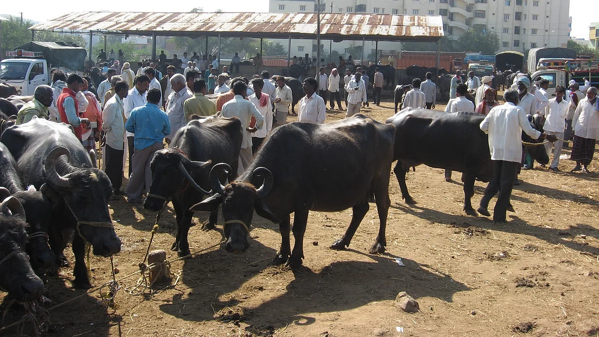 تصویر سوشل میڈیا