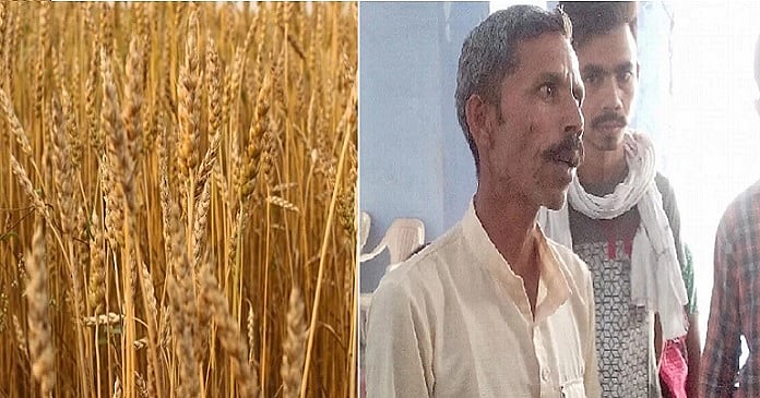 دلت  کو گیہوں کاٹنے سے منع کرنا پڑا مہنگا، ٹھاکروں نےمونچھ  کاٹی،  پیشاب پلایا 