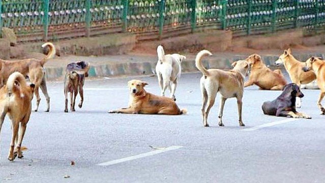 بہار میں روزانہ 600 لوگوں کو کاٹتے ہیں کتے، ایک رپورٹ میں انکشاف