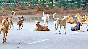 بہار میں روزانہ 600 لوگوں کو کاٹتے ہیں کتے، ایک رپورٹ میں انکشاف