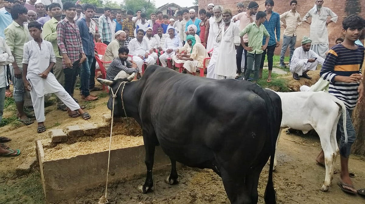 میوات: موب لنچنگ کے ذریعہ دودھ کا کاروبار تباہ کرنے کی سازش