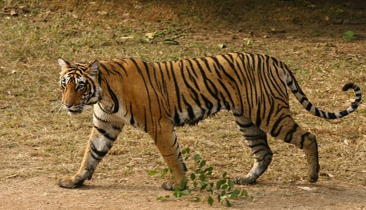 آدم خور بھارتی شیرنی کو پکڑنے کے لیے کیلوِن کلائن کا پرفیوم