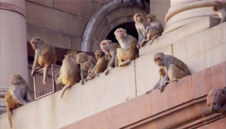 پارلیمنٹ کو ’بندروں‘ سے خطرہ، سرمائی اجلاس سے قبل جاری کیا سرکولر