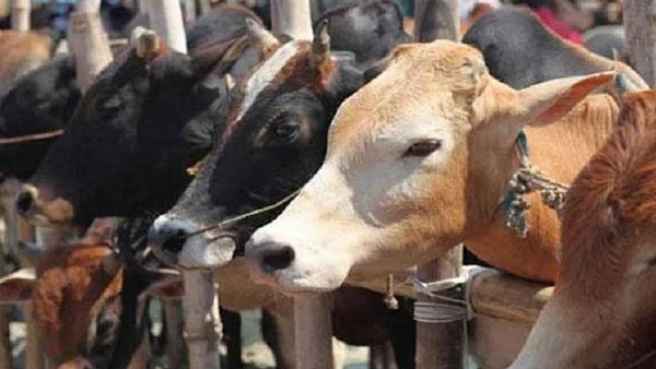 تصویر سوشل میڈیا