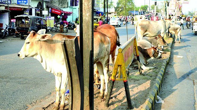 تصویر سوشل میڈیا