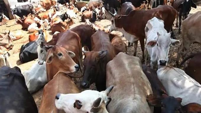 تصویر سوشل میڈیا