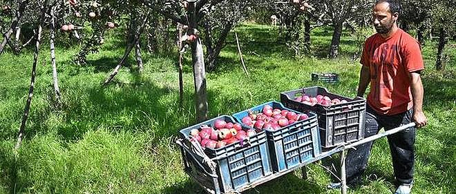 کشمیری سیب خریدنے کے لیے تاجروں کی بھیڑ نظر آتی تھی، لیکن اِس بار...