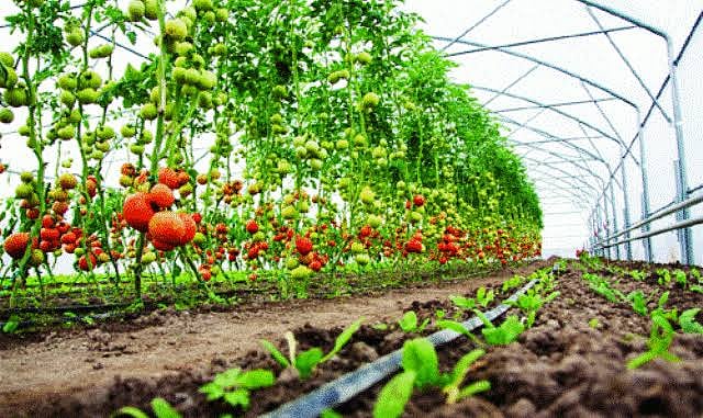 سائنسدانوں کا ’باغبانی فصلوں‘ کی کاشتکاری پر زور
