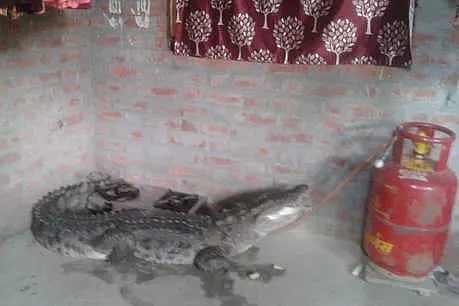 کچن میں مگر مچھ کو دیکھ پورے کنبے کی حالت خراب ہوگئی