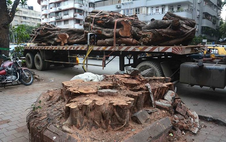 اکونومی سنبھال نہیں پا رہی حکومت، ’اکولوجی‘ سنبھالنے کی کیا امید کریں: بامبے ہائی کورٹ